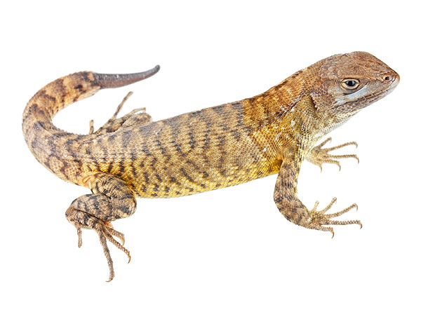 Subadult male Stenocercus cadlei