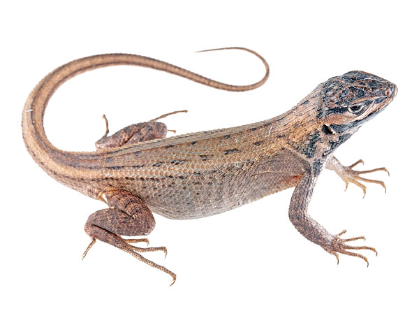 Adult female Stenocercus chota