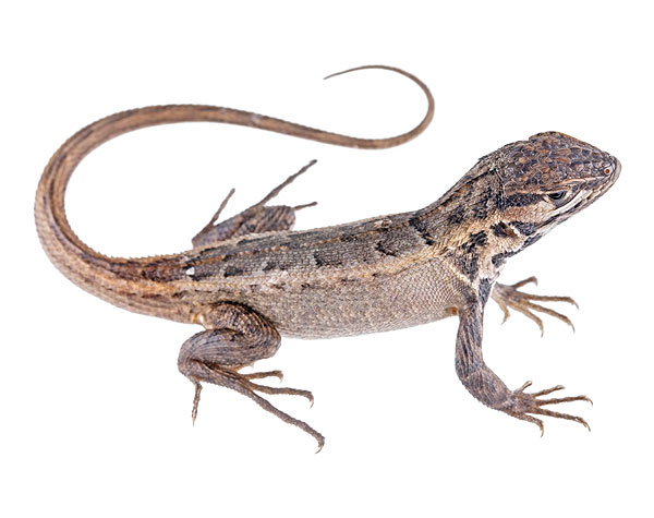 Juvenile Stenocercus chota