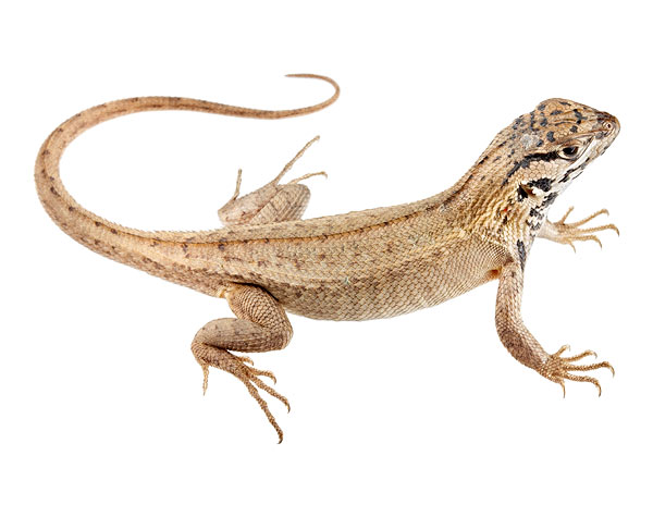 Juvenile Stenocercus chota