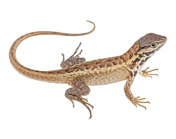 Juvenile Stenocercus chota