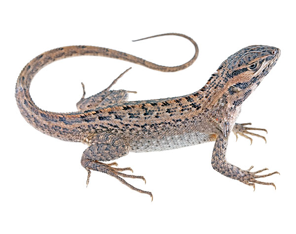 Subadult male Stenocercus chota