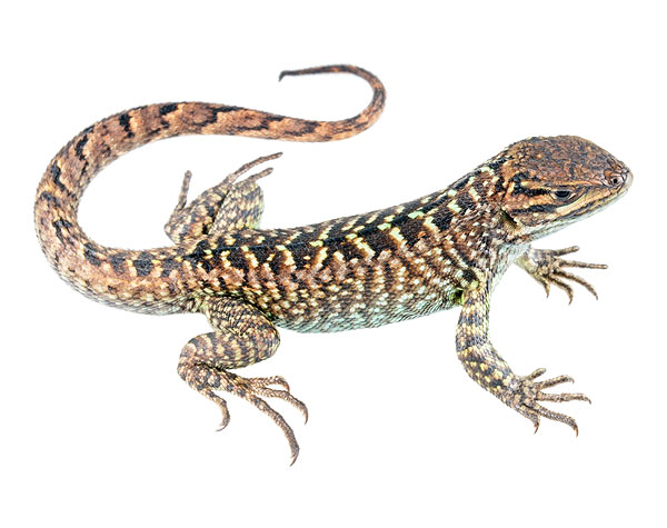 Subadult male Stenocercus guentheri