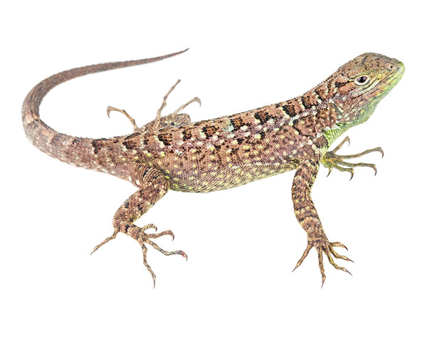 Adult female Stenocercus haenschi