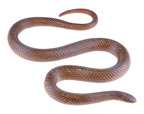 Stenorrhina