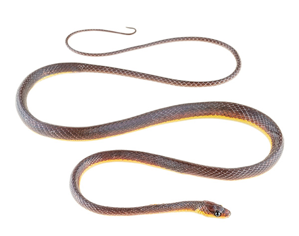Synophis bicolor