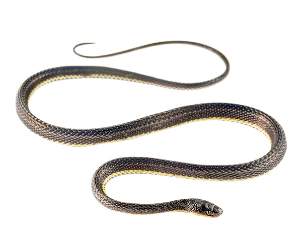 Synophis