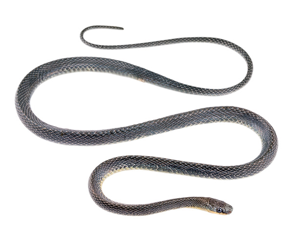 Synophis calamitus