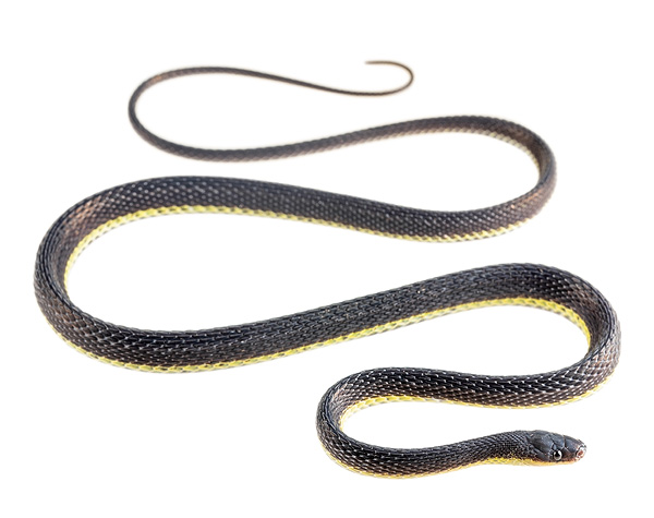 Synophis lasallei