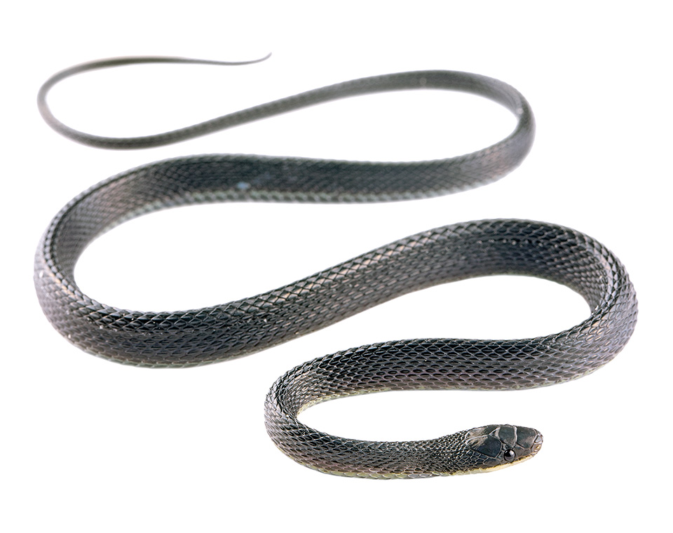 Shadow Snakes of Ecuador