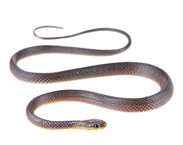 Synophis zaheri