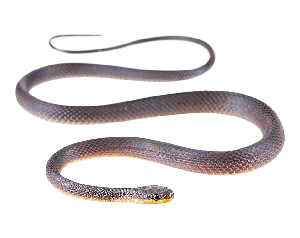 Shadow Snakes of Ecuador