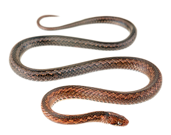 Taeniophallus