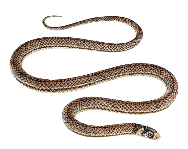 Tantilla andinista