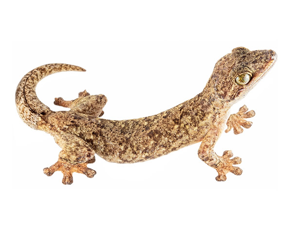 Adult female Thecadactylus rapicauda