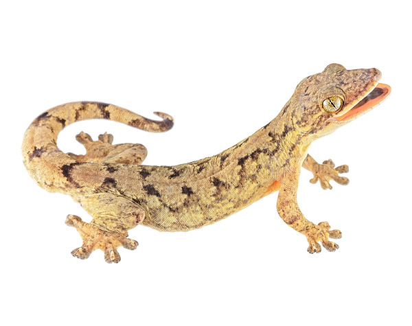 Thecadactylus