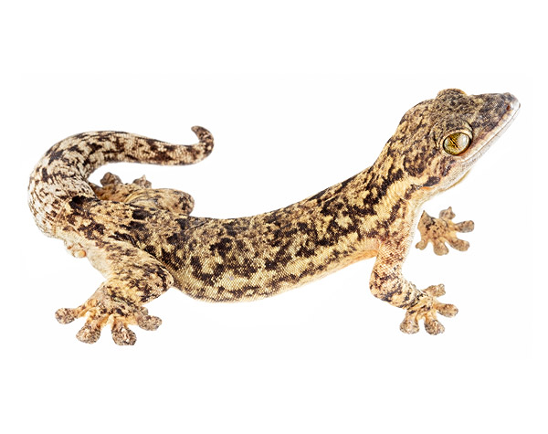 Adult male Thecadactylus rapicauda