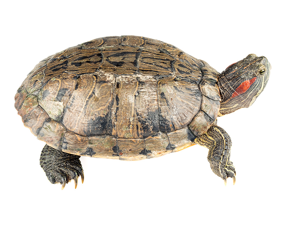 Trachemys scripta