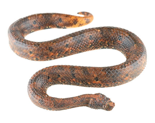 Adult Trachyboa boulengeri