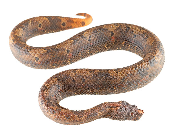 Adult Trachyboa boulengeri