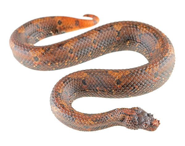 Adult Trachyboa boulengeri