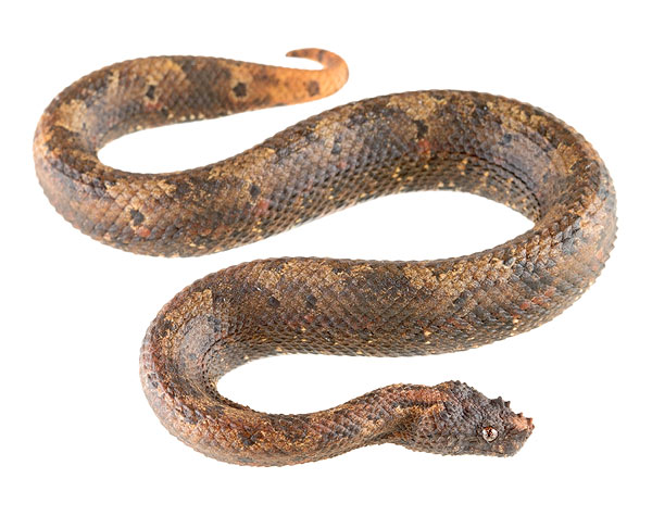 Adult Trachyboa boulengeri