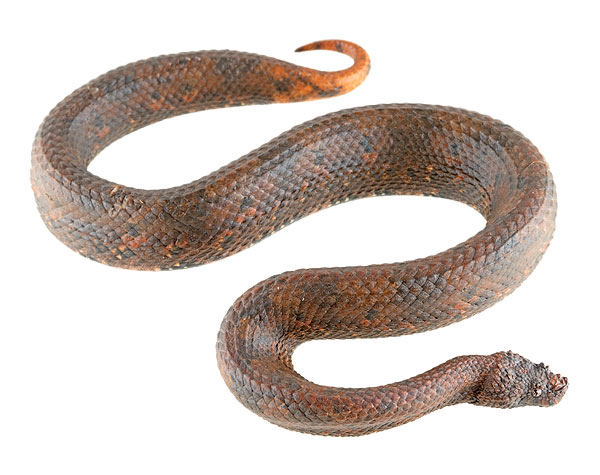 Adult Trachyboa boulengeri