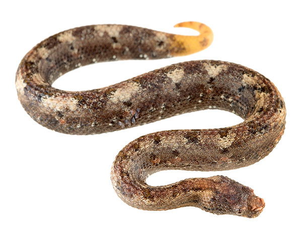 Juvenile Trachyboa boulengeri