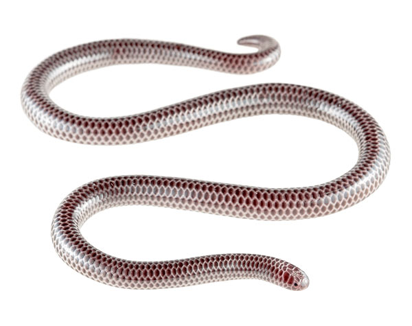 Thread Snakes