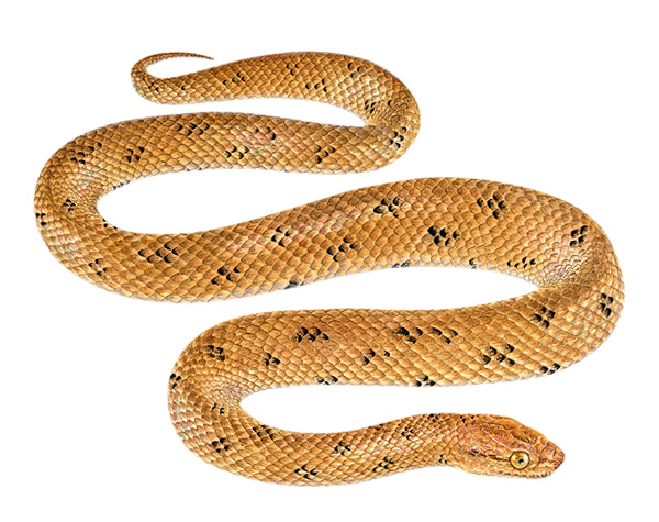 Tropidophis cacuangoae