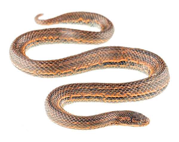 Tropidophis taczanowskyi