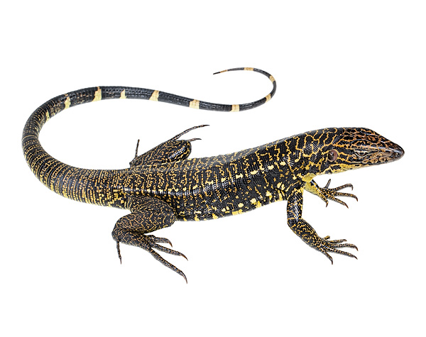 Tupinambis cuzcoensis