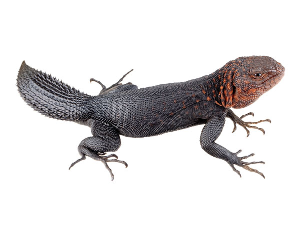 Thornytail Iguanas