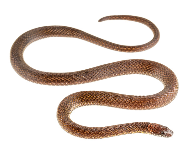 Urotheca fulviceps