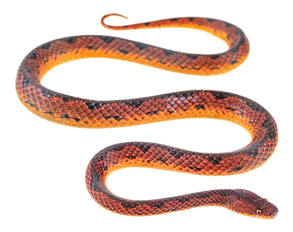 Xenopholis
