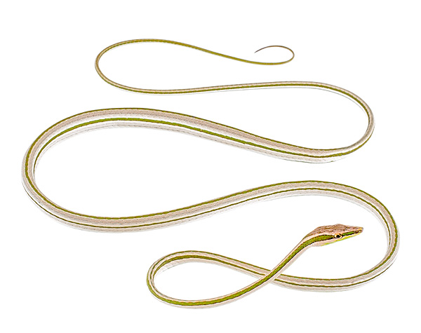 Xenoxybelis